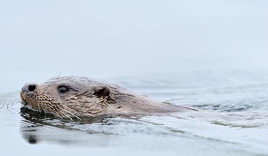 Otter - Maaruig