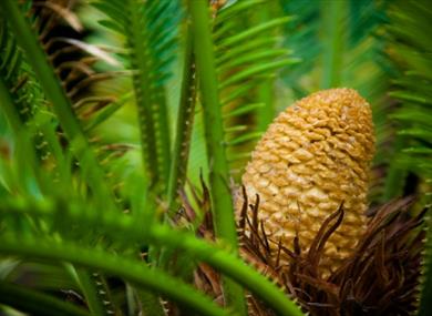 Prehistoric Plants at Ventnor Botanic Garden